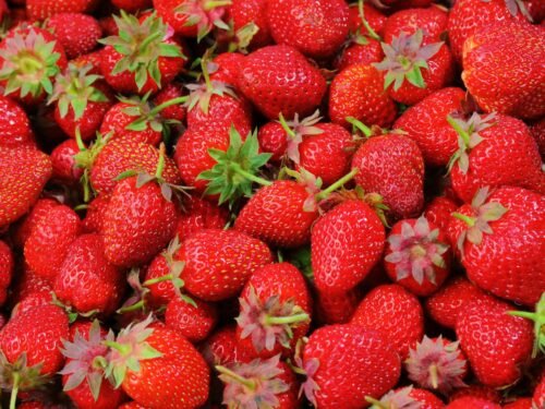 strawberry lot